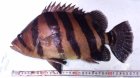 他の写真1: ダトニオ+1