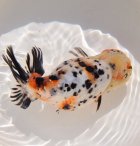 他の写真2: 江戸錦 親物