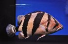 他の写真2: 本ダトニオ
