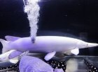 他の写真3: プラチナアリゲーターガー