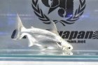 他の写真2: プラチナパンガシウス