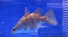 他の写真2: ショート・バラマンディ