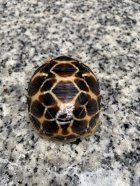 他の写真3: インドホシガメ