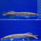 他の写真3: ピラルク
