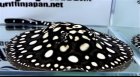 他の写真1: Diamond Polkadot stingray