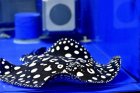 他の写真1: Galaxy  Diamond Polkadot stingray