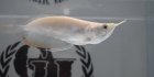 他の写真1: Short body Albino Silver Arowana