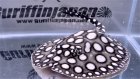 他の写真1: Big Spot Galaxy  Diamond Polkadot stingray