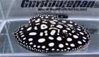 他の写真3: Diamond Polkadot stingray