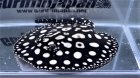 他の写真1: Diamond Polkadot stingray