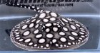 他の写真3: Big Spot Galaxy  Diamond Polkadot stingray