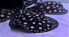 他の写真1: White big spot Diamond Polkadot stingray