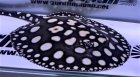 他の写真1: Big Spot  Diamond Polkadot stingray