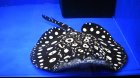 他の写真2: Diamond Polkadot stingray