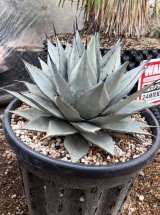 Agave parryi sp. neomexicana