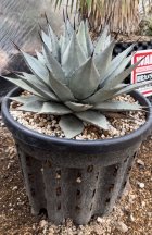 他の写真3: Agave parryi sp. neomexicana