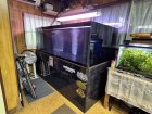 他の写真1: 1800/900/600・黒水槽セット