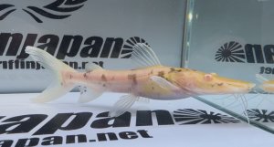 画像1: アルビノタイガーシャベルノーズキャット