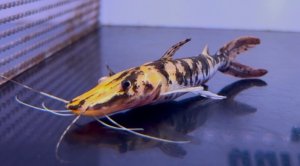 画像1: タイガーシャベルノーズキャットフィッシュ