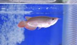 Prominence Red Short Body