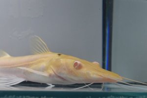 画像1: アルビノタイガーシャベルノーズキャット