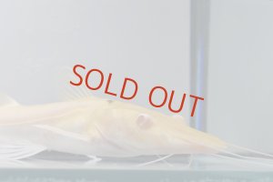 画像1: アルビノタイガーシャベルノーズキャット