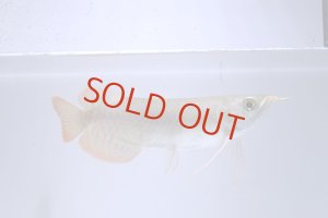 画像1: ETERNAL RED