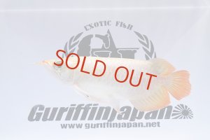 画像1: Prominence Red