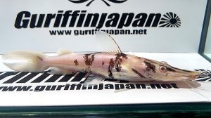 画像1: アルビノタイガーシャベルノーズキャット