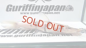 画像1: アルビノタイガーシャベルノーズキャット