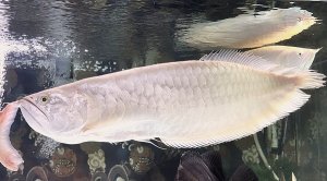 画像1: プラチナアルビノシルバー