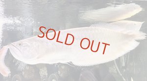 画像1: プラチナアルビノシルバー