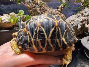 画像1: ビルマホシガメ