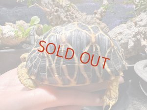 画像1: ビルマホシガメ