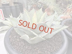 画像1: Ovatifolia〝Emerald″