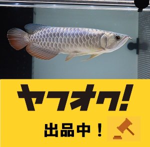 画像1: Cross Back Golden