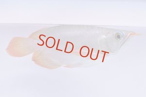 画像1: Prominence Red Short body