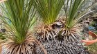 他の写真1: Xanthorrhoea johnsonii 6heads