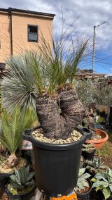 Xanthorrhoea johnsonii 6heads