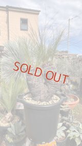 Xanthorrhoea johnsonii 6heads