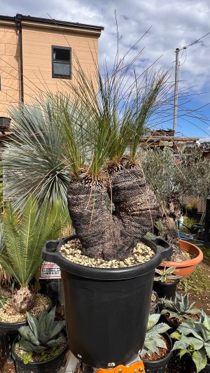 画像1: Xanthorrhoea johnsonii 6heads