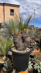他の写真3: Xanthorrhoea johnsonii 6heads