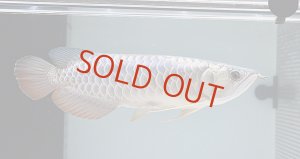 画像1: Cross Back Golden