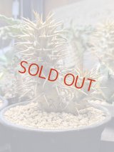 パキポディウム　アンボンゲンセ Ambongense 3頭レア株