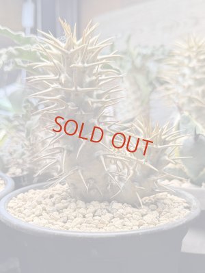 画像1: パキポディウム　アンボンゲンセ Ambongense 3頭レア株