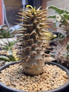 他の写真1: パキポディウム　アンボンゲンセ Ambongense