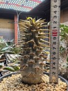 他の写真2: パキポディウム　アンボンゲンセ Ambongense