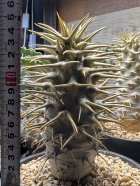 他の写真2: パキポディウム　アンボンゲンセ Ambongense