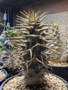 他の写真3: パキポディウム　アンボンゲンセ Ambongense