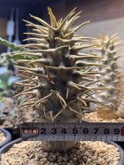 他の写真1: パキポディウム　アンボンゲンセ Ambongense